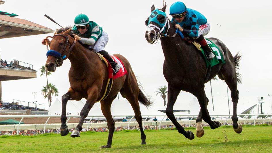 Navigating the World of Horse Racing with AmWager Review