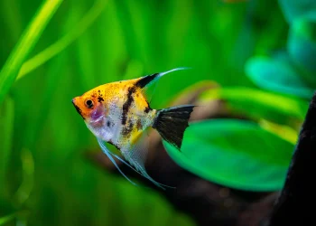 Reel in the Deals: Tropical Freshwater Fish Coupons for Smart Shoppers
