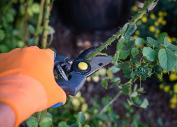 Electrical Safety Tips Every Gardener Should Know